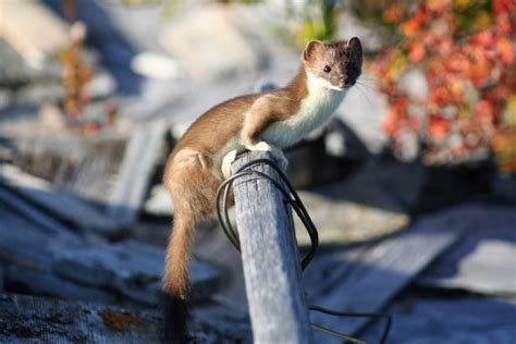 Weasel Free Stock Photo Public Domain Pictures