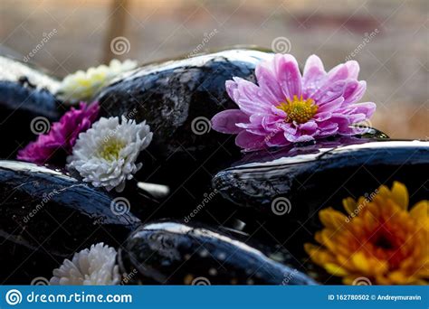 Black Stones And Flowers Stock Photo Image Of Concept 162780502