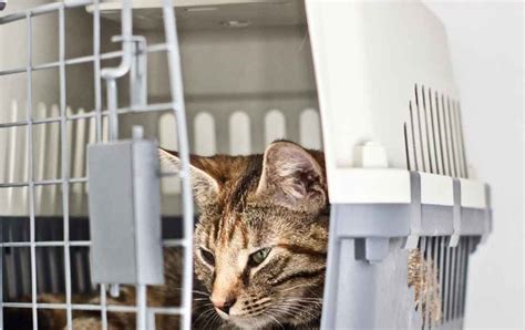 How To Get A Semi Feral Cat In A Carrier Catcanin