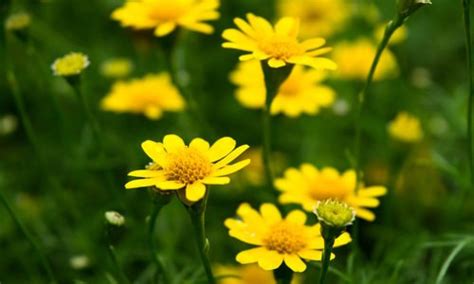 Fiori a grappoli giallo/verdognoli : Fiori Giallo Verdognoli A Grappolo