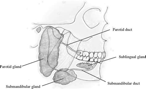 Management Of Salivary Gland Injury Pocket Dentistry