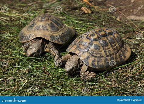 Eastern Hermann S Tortoise Testudo Hermanni Boettgeri Stock Photo