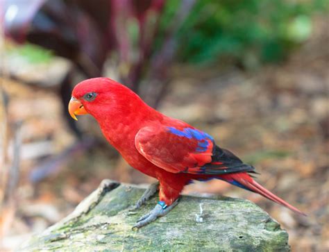 Red Lory Care Sheet Birds Coo