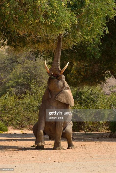 Namibian Desert Elephant Bull Eating From A Tree Hoanib River Namib