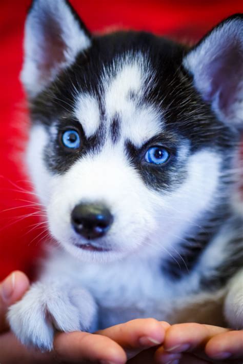 Siberian Husky Puppy With Blue Eyes Siberianhusky Cute Husky Puppies