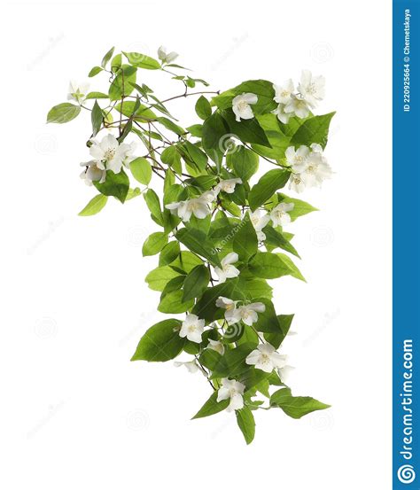 Branch Of Beautiful Jasmine Plant On White Background Stock Photo