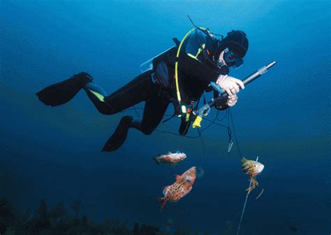Ask An Expert Is Spearfishing Ok On Scuba Scuba Diving Visit New
