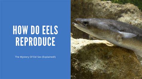 How Do Eels Reproduce Hint Nobody Knows How Aquariumstoredepot