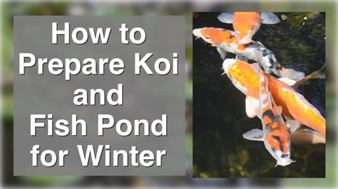 How To Prepare Koi Or Fish Pond For Winter Youtube