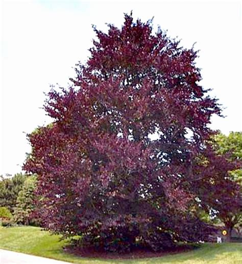 Purple Leaf Tree With Berries Aleida Kirkwood