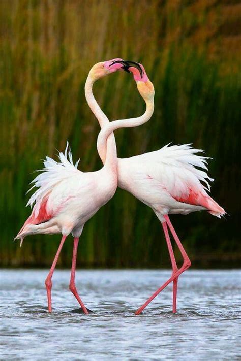 Flamingos are a familiar sight even to those who have never seen one in real life. Flamingo Bird Photography