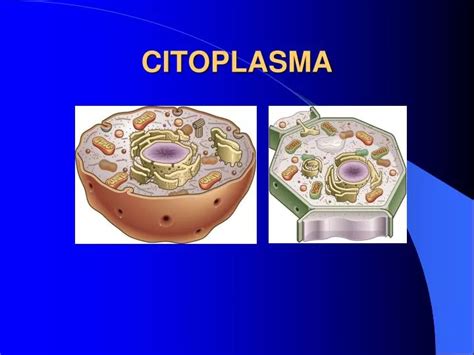 Significado De Citoplasma Que Es Concepto Y Definicion Significados Images