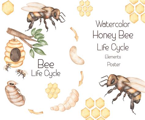 Honey Bee Life Cycle Clipart Watercolor Larva Pupa Bee Etsy In 2021