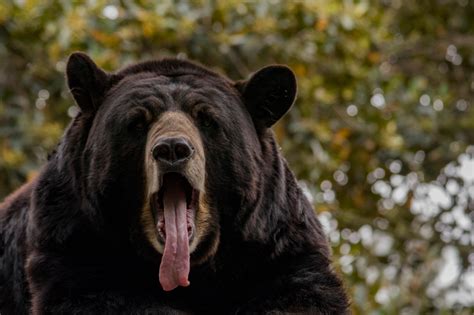 Big Black Bears Have A Blast On Trampoline During Epic Wrestling Match