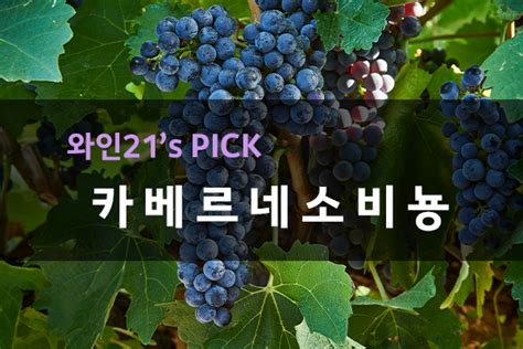 와인21s Pick 카베르네 소비뇽cabernet Sauvignon편 와인21닷컴