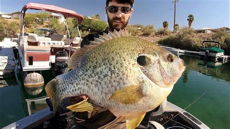 The Biggest Sunfish Ever Caught On Video Insane Youtube