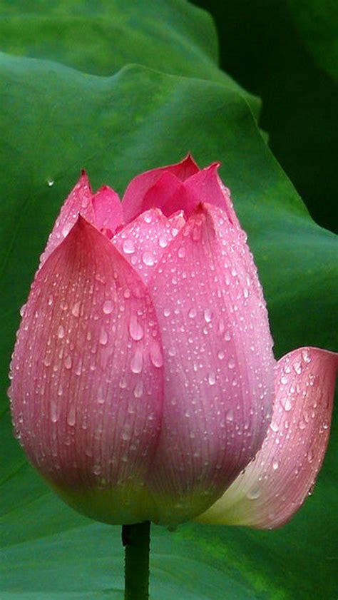 17 Lotus Flower Hd Iphone Wallpaper Bizt Wallpaper