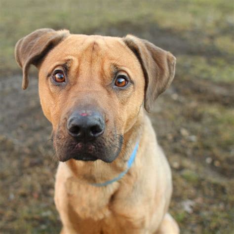 The lab pitbull mix is a special dog although in truth. Pitbull Lab Mix - 9 Facts About The Popular Pit Cross ...