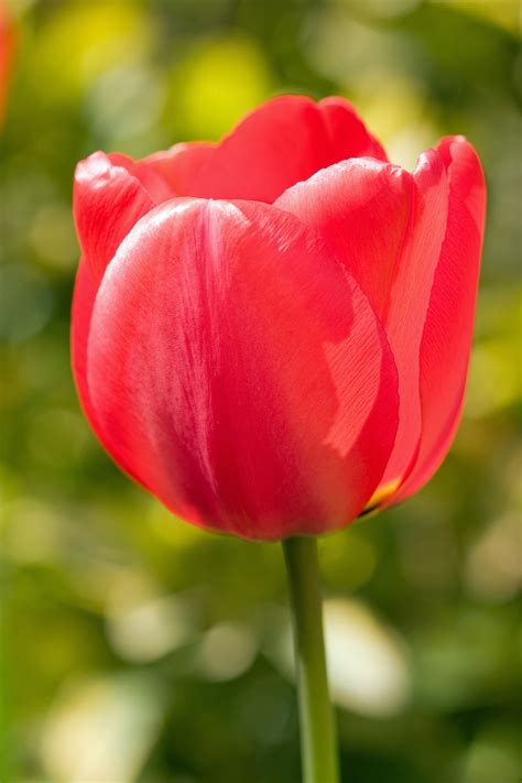 Red Tulip Close Up Free Stock Photo Public Domain Pictures