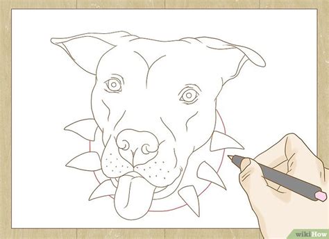 Cómo dibujar un pitbull con imágenes wikiHow