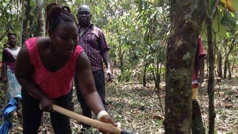 Cocoa Farms Spring Back To Life In Sierra Leone Africa