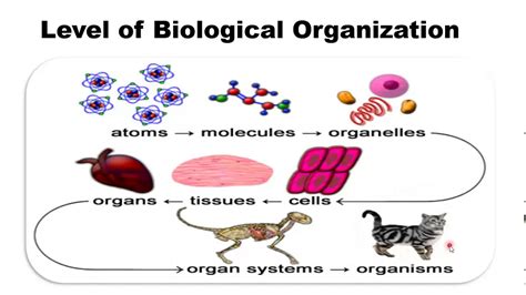 Biological Hierarchy Of Life