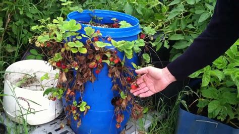 Strawberries Grow In A Plastic Barrel Ireland Youtube