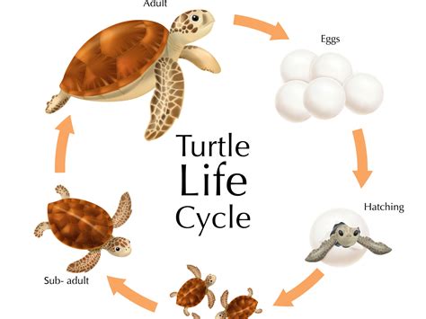 Dribbble I F M C Realistic Turtle Life Cycle Set Jpeg