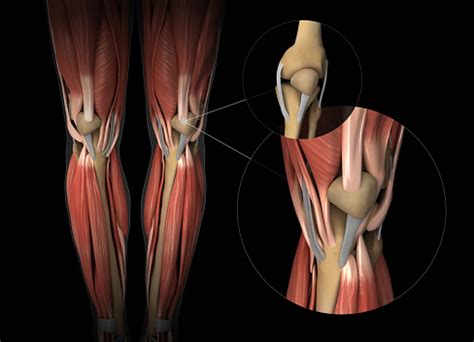 Foot and ankle ligament and tendon reconstruction is surgery that repairs damaged ligaments or tendons in the lower extremity. Knee Muscle Tendon And Cartilage Anatomy Stock Photo ...