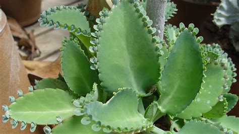 The cats chew on any green plan at home, looking for chlorophyll for digestion. Photos: Watch out for these toxic succulents in your home