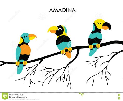 Amadina African Birds 1 Cartoon Vector 73779871