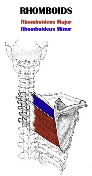 Scapula shoulder blade diagram.motions of the shoulder blade, to a great extent, facilitate the movements of the upper arm. The Definitive Guide to Rhomboids Anatomy, Exercises & Rehab