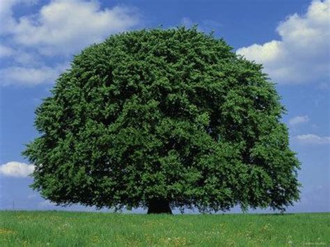 American Beech Trees For Sale 1399 Order Today