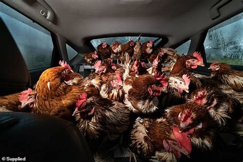 Brazen Group Of Youths Cram 140 Chickens Into Their Car As Part Of Last Minute Rescue Operation