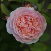 Sweet sue is a song sung in the segment, pecos bill, a segment from the 1948 animated disney film, melody time. Rose (Rosa 'Sweet Juliet') in the Roses Database - Garden.org