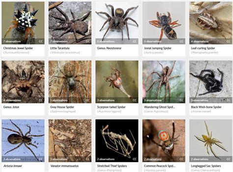 Spider Identification Chart Ar