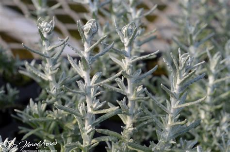 Helichrysum Licorice Silver Stitch Floral Acres