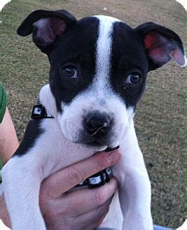 The dogs were dubbed bouledogue francais. Phoenix, AZ - French Bulldog/Chihuahua Mix. Meet Loki, a puppy for adoption. http://www ...