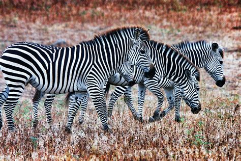 Botswana 2011 Amazing Photography Zebra Animals
