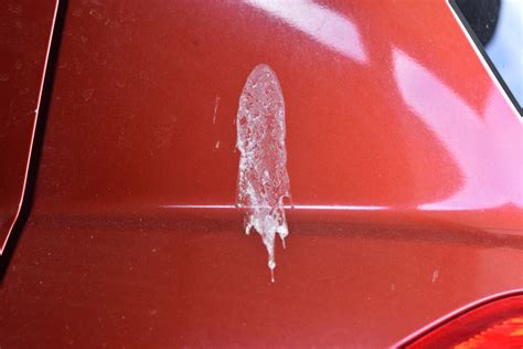 Removing Bird Poop From A Vehicles Paint A How To For Those In Auto