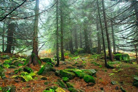 Premium Photo Mountain Forest In Dense Mist Evergreen Forest With Big