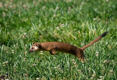 17 Types Of Weasels Species And Colors With Pictures Pet Keen