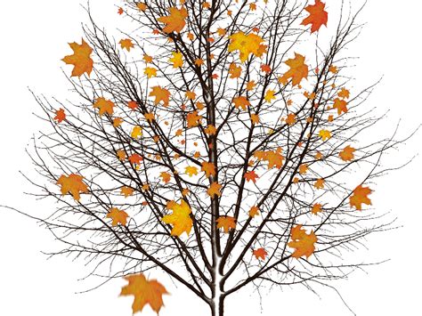 Nature Autumn Fall Tree Png Clipart Png Mart