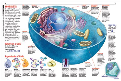 The first time the word cell was used to refer to these tiny units of life was in 1665 by a british scientist named robert hooke. Cells - Kids Discover