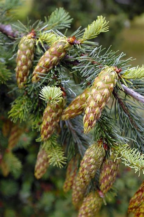 Check spelling or type a new query. Pin on Woods...Forest