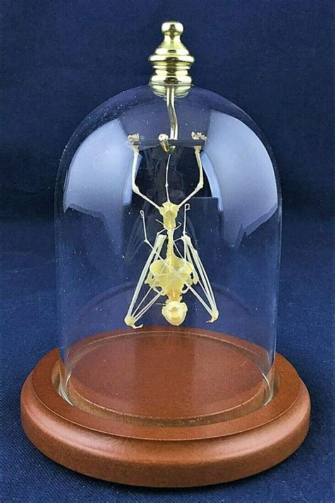 Taxidermy Real Hanging Fruit Bat Skeleton Glass Dome