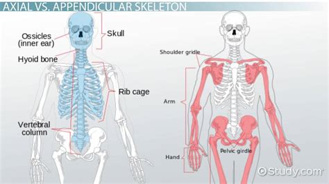 Axial And Appendicular Skeletons Overview And Differences Video