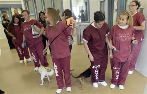 Utah Prisoners Train Service Dogs For Veterans The Salt Lake Tribune