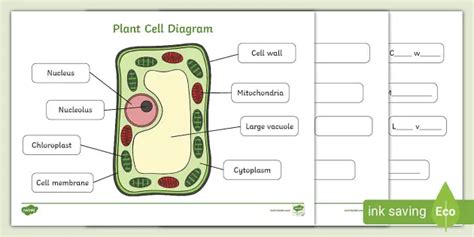 Plant Cell Diagram Gcse Biology Gcse Aqa Biology Unit 2 The Plant