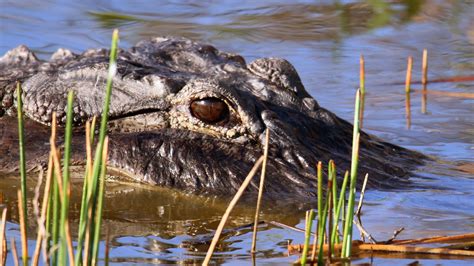 Florida Man Steals Alligator From Golf Course Tries ‘teaching It A Lesson By Throwing It On